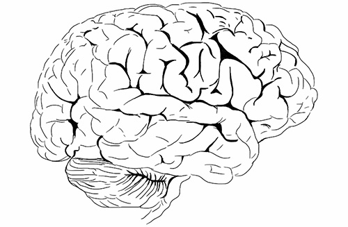 hjerne